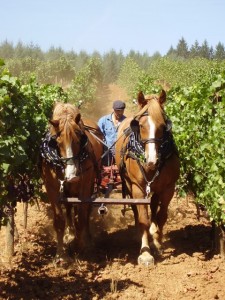 A photo of Steve Hagen working a pair of draft horses in the vineyard